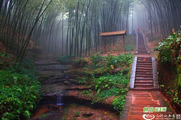 Bamboo_Forest_Shunan