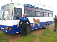 наш автобус с тигром