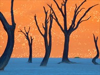Camel-thorn-trees-namibia-Мертвая долина Дидвлей