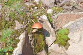 И на камнях растут грибы