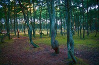 "Танцующий лес" на Куршской Косе.