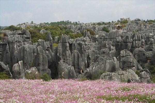 Каменный Лес и цветы