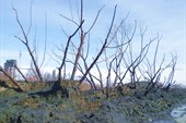 Мертвый лес Барнаула