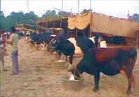 Sonepur Cattle Fair
