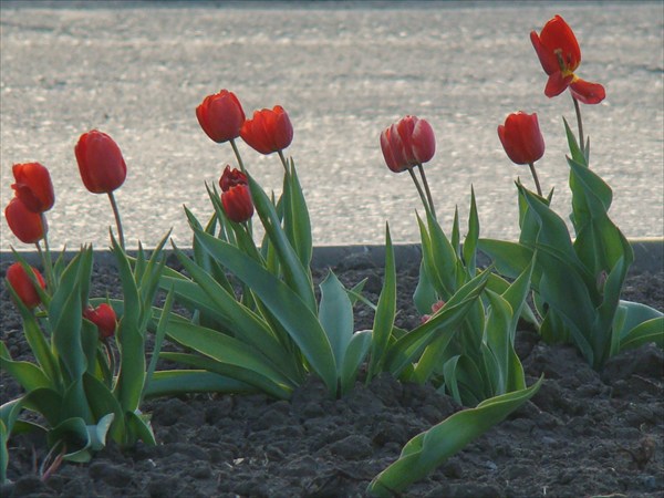 Первые тюльпаны
