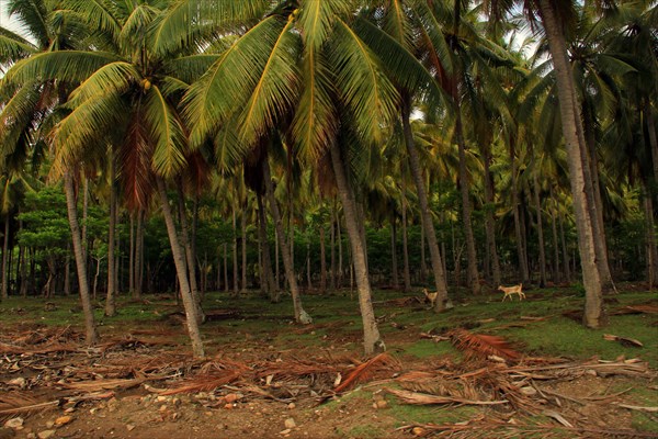 Кокосовые плантации на Сумбаве