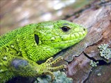 Зеленая ящерица