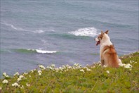 Собака и море