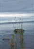 на фото: Онежское озеро в Петрозаводске