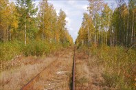 Осень в Шатурских лесах (С) Вишняков Александр