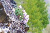 Цветы на скалах