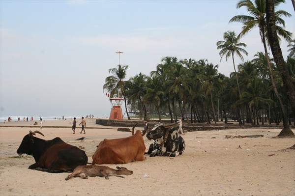 Священные коровы на пляже