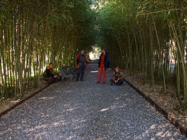 бамбуки