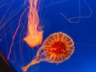 Танцующие медузы