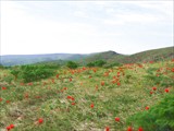 Весеннние цветы на Ачисайском плато, высота около 1000 м