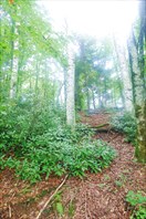 Рододендроны в буковом лесу