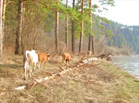 коровы атакуют стоянку