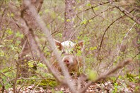 Показалось, что из леса свиное рыло глядит на меня.