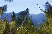 Длинная хвоя Blue Pine в долине Мечуки