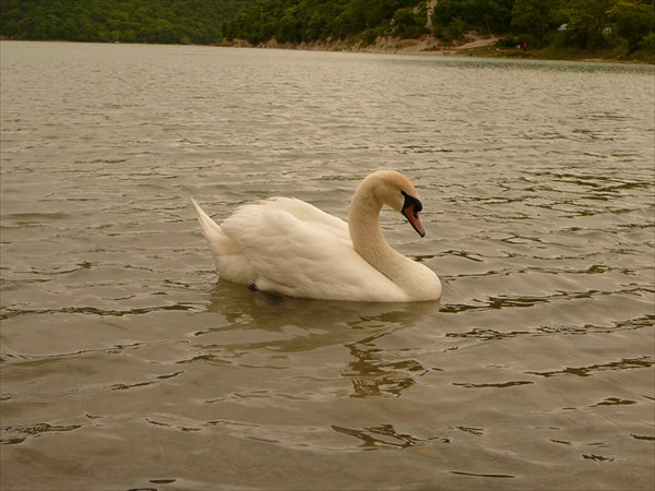 Лебедь на озеро Абрау