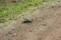 Если дорогу вам перебежала черепаха, идите быстрее