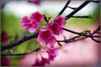 Фестиваль начала цветения сакуры