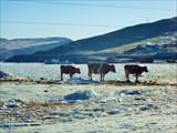 Коровы на льду