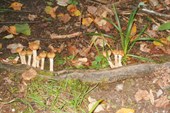 Первые грибы в этом походе