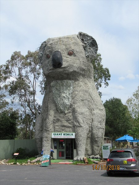 Гигантская коала.