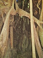 Внутри баньяна образовалась пещера