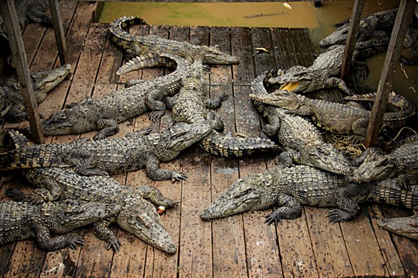 044-Крокодилы